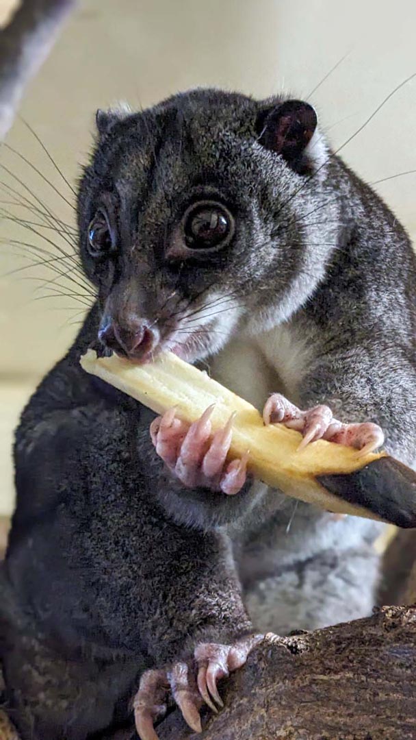 Ground cuscus Otis close up with food in mouth held in hands